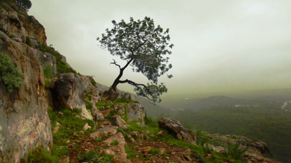 高山腰岩石孤独毅力生长大树清新大自然风光高清视频实拍