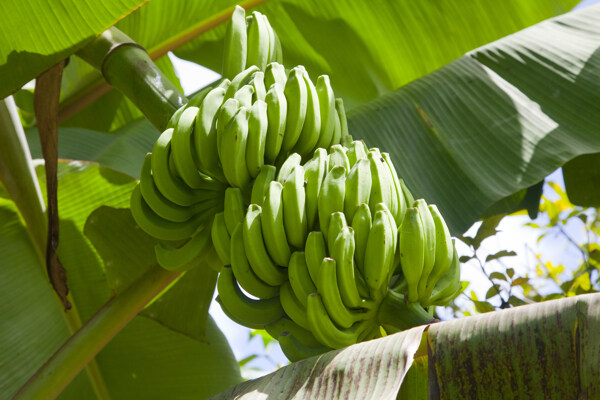 香蕉圖片