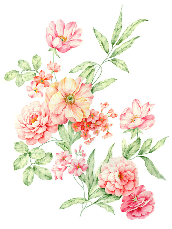 牡丹花