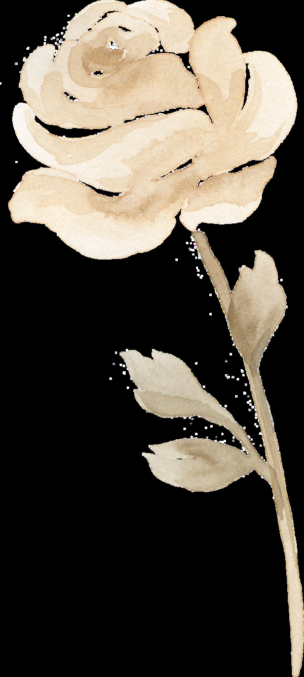 一朵米黄色玫瑰花png透明素材