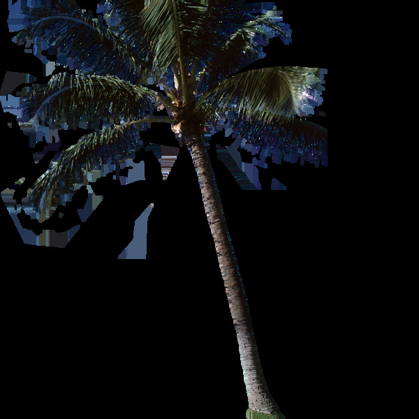 唯美高清近景椰子树素材