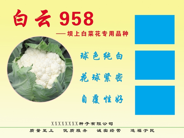 菜花簡介