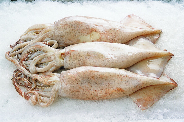 鮮魷魚