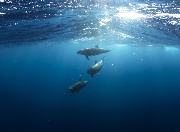 海豚水下生活自然景观