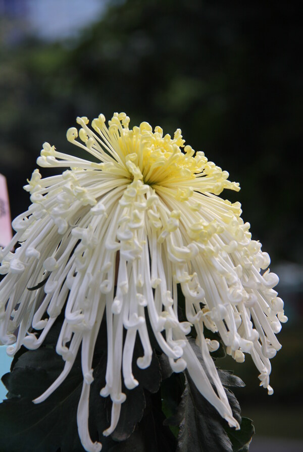 菊花圖片