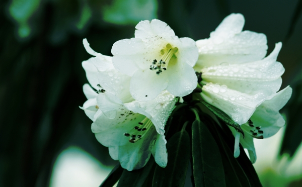 白色杜鵑花圖片