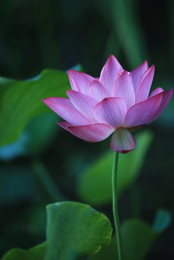 蓮花