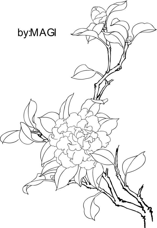 茶花线描图片