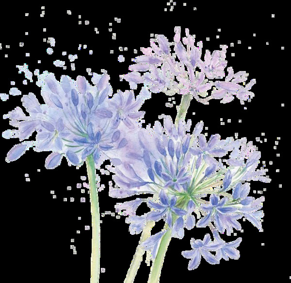 文艺气质淡蓝色手绘菊花装饰元素
