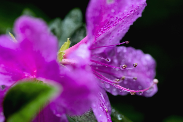 雨后杜鹃花图片