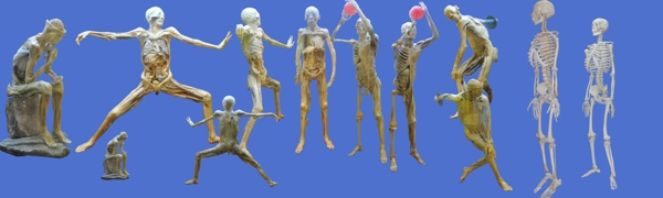 人体标本模型