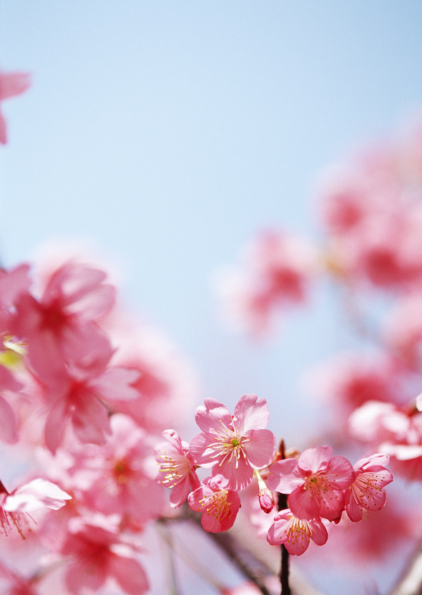 高清图库素材阳光鲜花