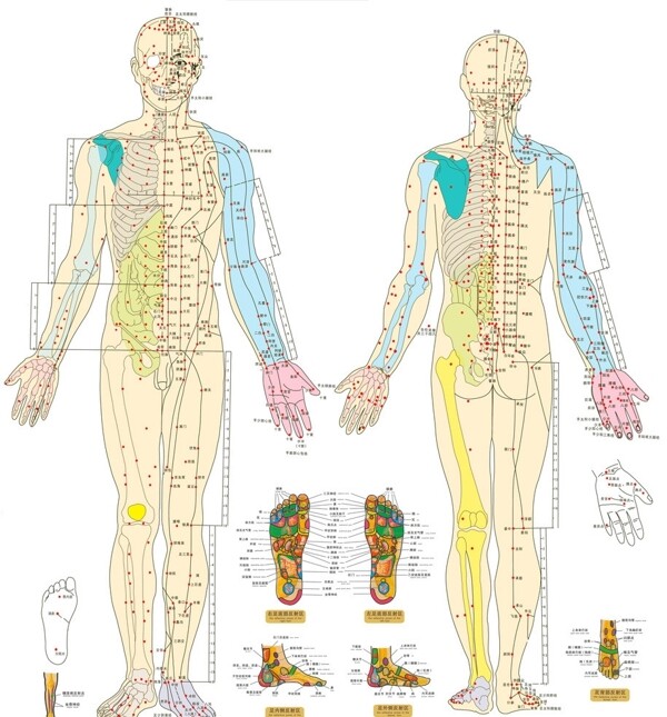 高清人体骨骼图图片