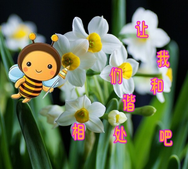 小蜜蜂传播花粉