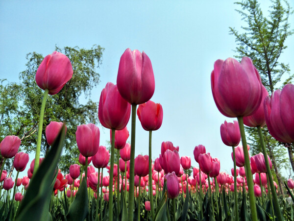 郁金香花海