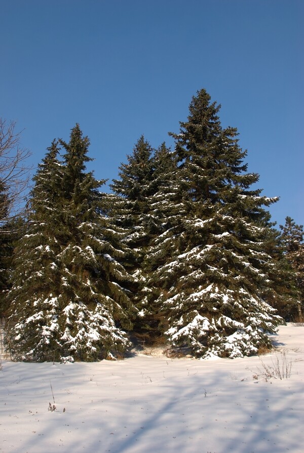 美丽树林雪景图片