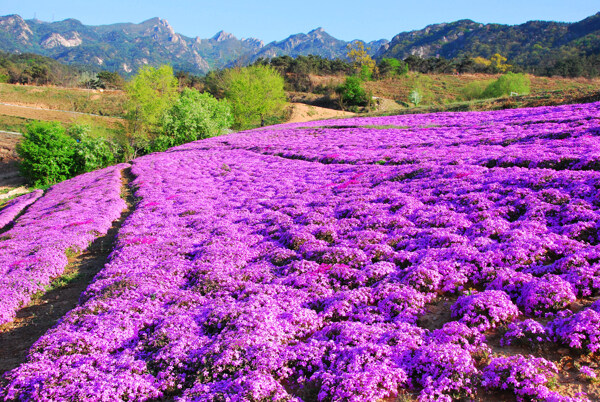 花海