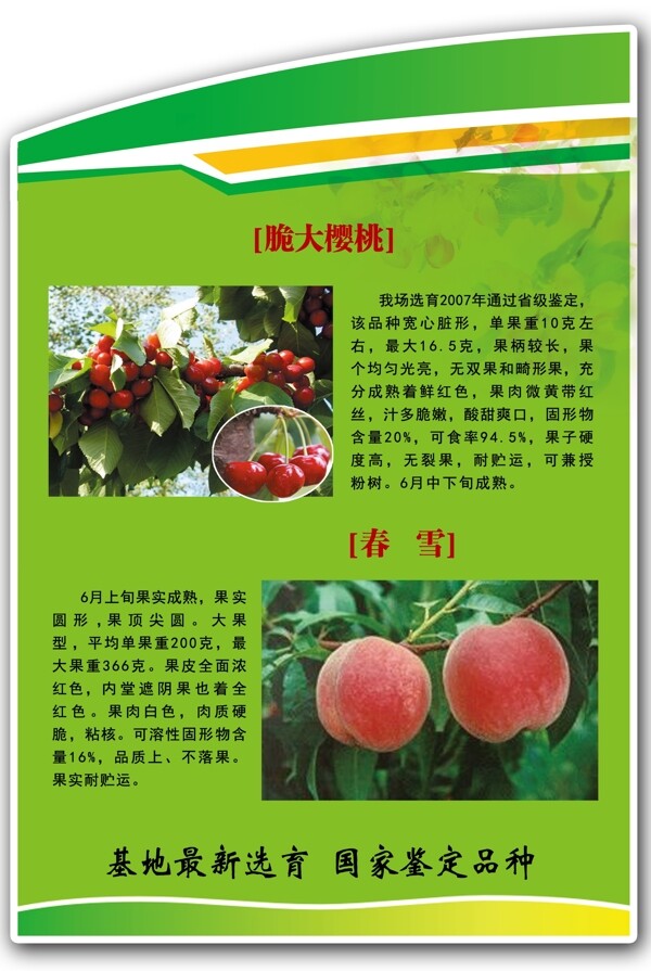 樱桃桃子品种展板