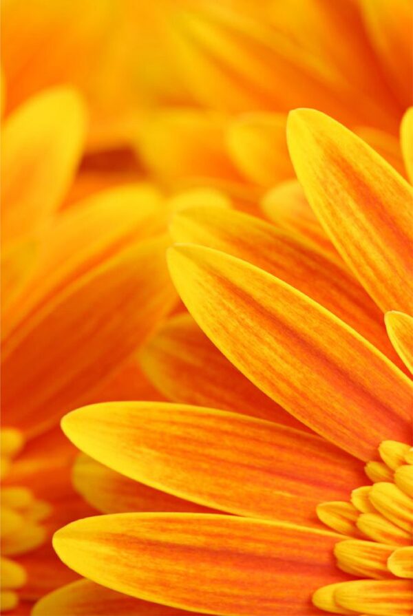 橙色花图片