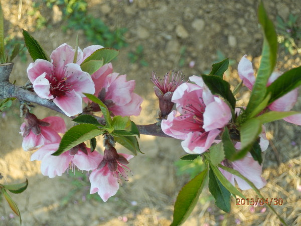 8朵桃花图片
