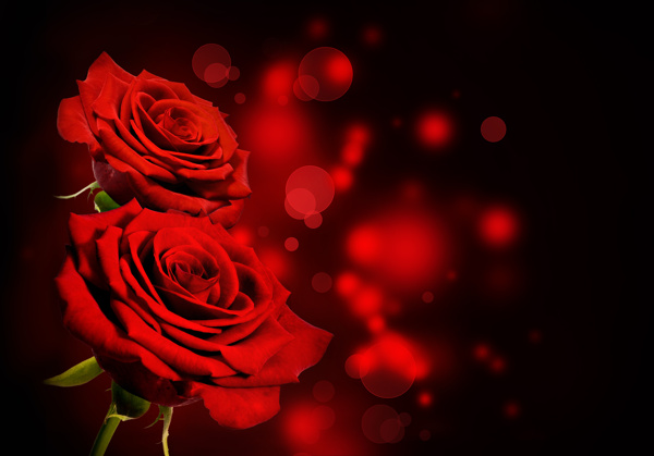 红色光斑玫瑰花