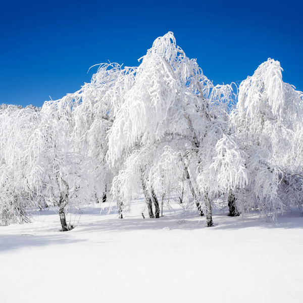 冬天雪景图片