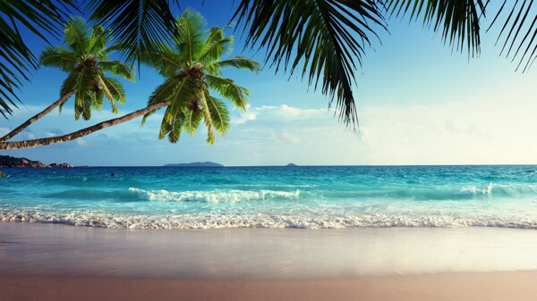 沙滩椰树海滩海景