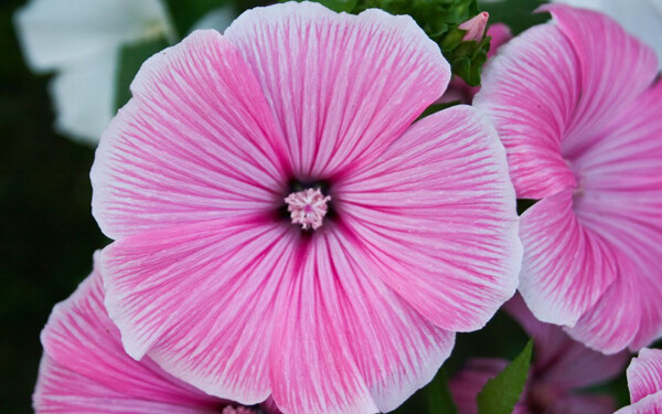 位图植物花朵写实花卉高清免费素材