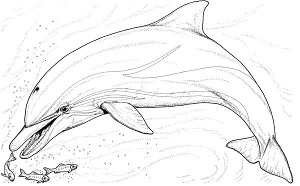 海豚素描