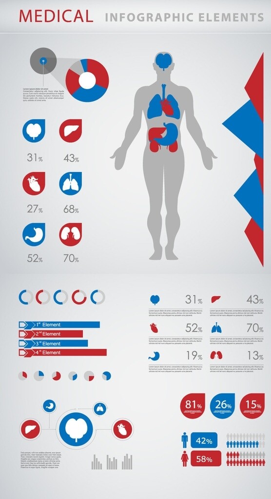 人体解剖信息图表分