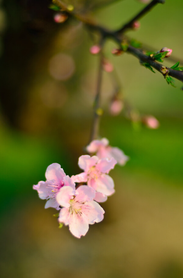 桃花图片