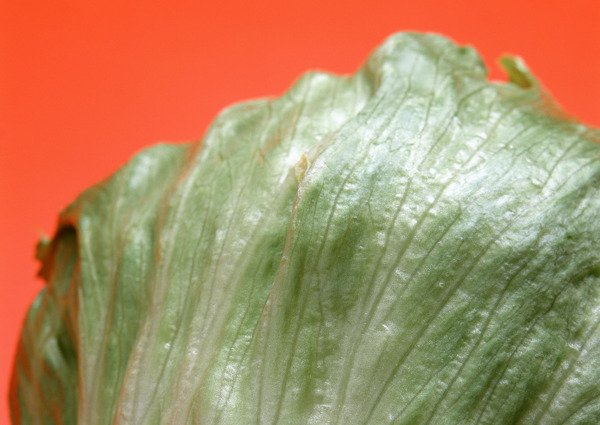 水果蔬菜蔬菜白菜生物世界绿色蔬菜菜绿色菜叶绿色食品素食品餐饮美食食物原料