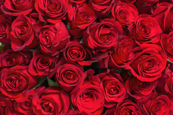 鲜艳的玫瑰花摄影图片