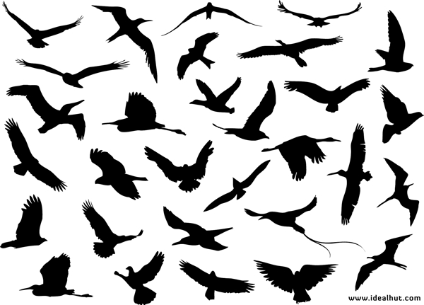 30种不同的飞行的鸟