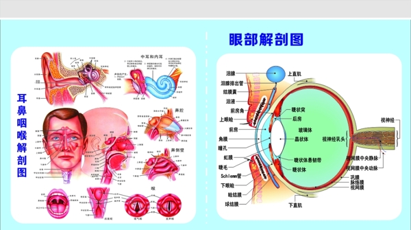 耳鼻