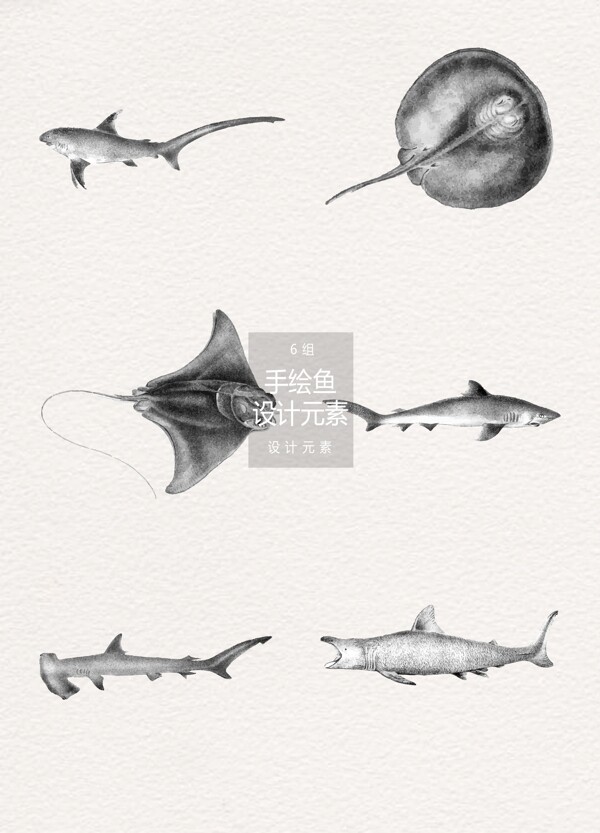 手绘鱼插画设计元素