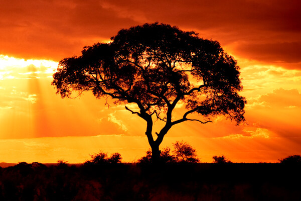 夕阳孤树图片