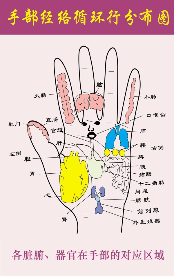 手部经络分部图