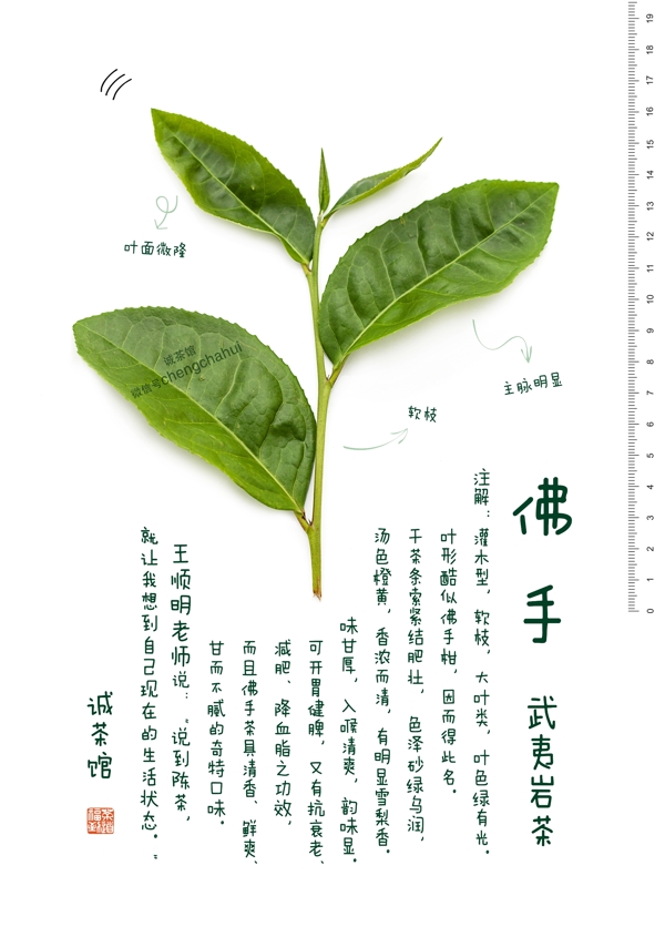 武夷岩茶佛手图片