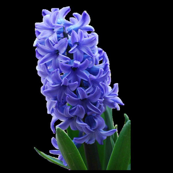 紫色鲜花免扣PNG花朵素材