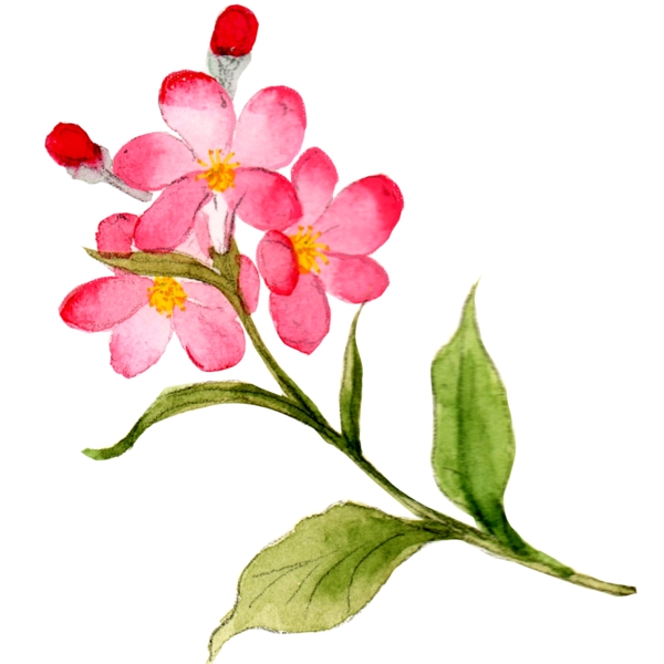 水彩手绘粉色植物花草元素