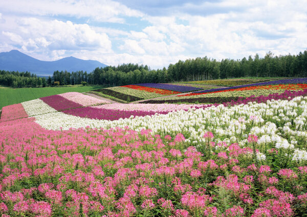 花海