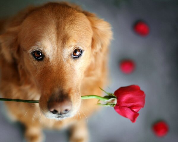 可爱的小狗含玫瑰花图片