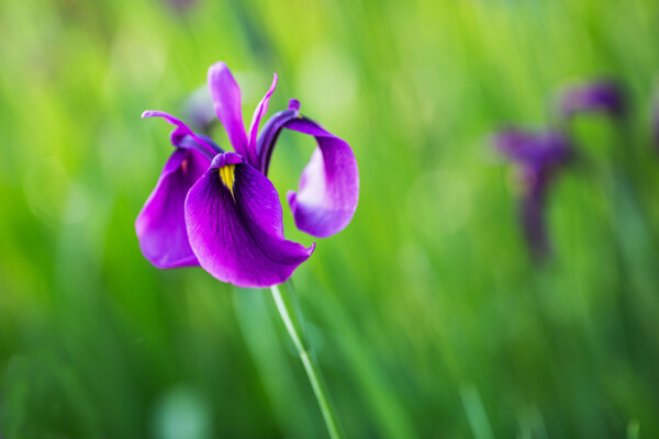 紫色玉蝉花图片