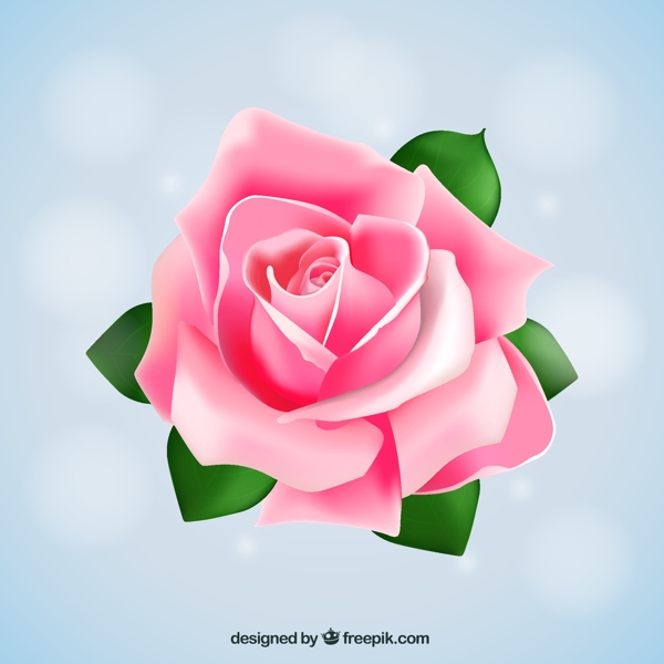 粉色盛开玫瑰花矢量素材