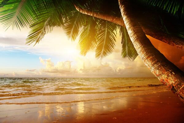 椰树海滩风景