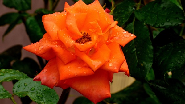 雨后玫瑰花