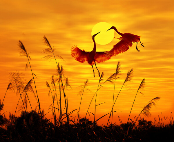 夕阳下的芦苇风景图片