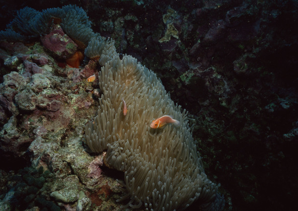 海洋生物