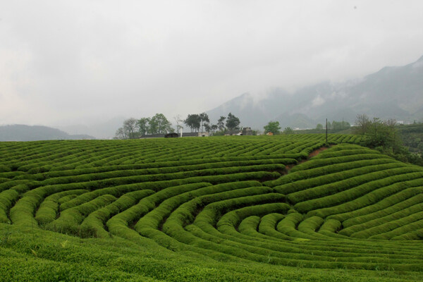 茶园图片